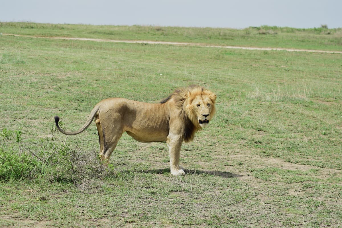 Mwito Safari Gallery